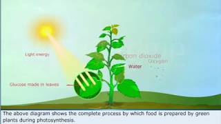 Class 7  Science  Photosynthesis [upl. by Brande]