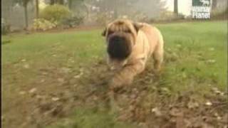 Shar Pei  History of breed Part 1of3 [upl. by Von]