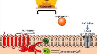 Mechanism of Action of ACE inhibitors [upl. by Muns]