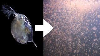 How I Culture Daphnia [upl. by Meldon961]