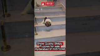 shihtzu puppies for sale in hyderabad [upl. by Ainud555]