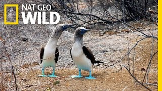 The Blue Footed Boobies Mating Dance  Wild Love [upl. by Revolc]