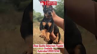 Doberman Puppies for sale in Hyderabad [upl. by Lrat]