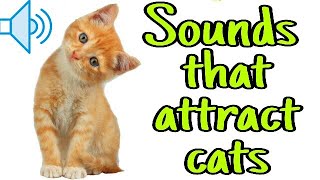 Sounds that attract cats  Meow to make cats come to you [upl. by Wappes]