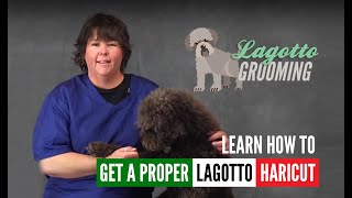 Lagotto Romagnolo Dog Grooming Intro Guide Video Sample [upl. by Hazel]