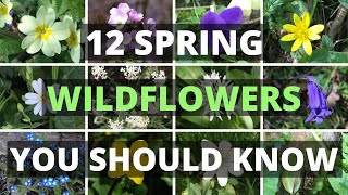 12 Spring Wildflowers You Should Know [upl. by Ilegna]