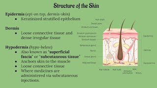 Integumentary System Lecture CHAPTER 5 [upl. by Boyt]