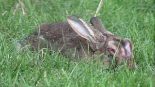 About Rabbit Myxomatosis [upl. by Stuart48]