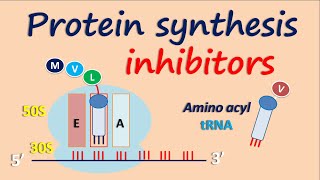 Protein synthesis inhibitors [upl. by Quenby]