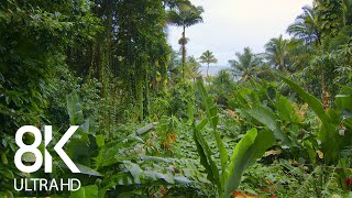 Incredible Jungle Sounds 8K  Exotic Birds Singing in Tropical Rainforest 8 HOURS  Part 1 [upl. by Paule]