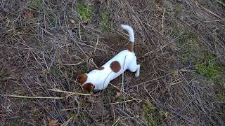 Jack Russell Terrier VS rat [upl. by Arvo393]