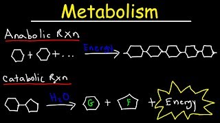 Metabolism Anabolism amp Catabolism  Anabolic vs Catabolic Reactions [upl. by Ferwerda]