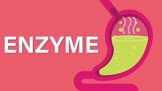 What are Enzymes [upl. by Aniral]