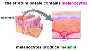 The Integumentary System [upl. by Eiramnwad]