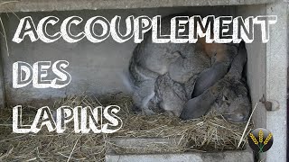 ACCOUPLEMENT DES LAPINS [upl. by Haggi]