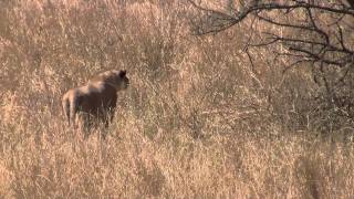 Lion Hunts Gazelle in Serengeti [upl. by Timus26]