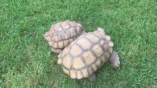 Sulcata Tortoise Breeding Ritual [upl. by Glad]