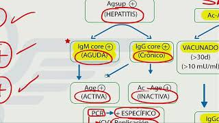 Hepatitis  Mapa mental  Dr Jaime Torres [upl. by Waldon]