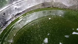 DAPHNIA MOINA CULTURE IN A SMALL BUCKET [upl. by Swec]