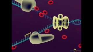 DNA Replication [upl. by Amitaf]