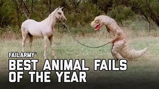 Best Animal Fails of 2020  FailArmy [upl. by Uzzia]