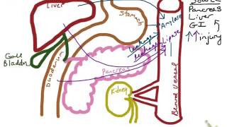 Amylase amp Lipase [upl. by Yaeger]