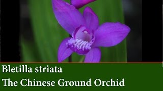 How to Divide and Propagate Bletilla striata  Chinese Ground Orchid [upl. by Shipman]