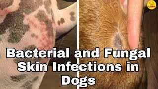 Bacterial and Fungal Skin Infections in Dogs  Happy Pet [upl. by Fredra]