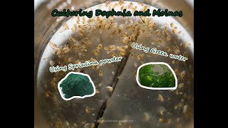 How To Culture Daphnia and Moinas using Green Water Spirulina powder [upl. by Adnorrehs]