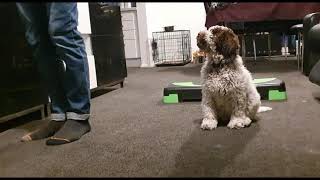 Lupo Lagotto Romagnolo 11 week old compilation obedience [upl. by Finbur985]