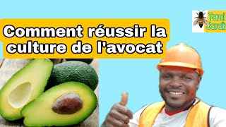 culture de lavocat Comment multiplier par 5 sa récolte [upl. by Ibrahim]