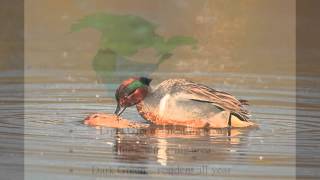 Greenwinged Teal [upl. by Aihsyak]