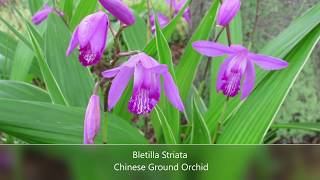 Repotting My Bletilla Striata Chinese Ground Orchid [upl. by Yalahs836]