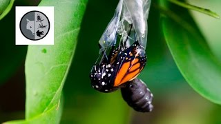 The life of Monarch Butterfly [upl. by Dammahum]