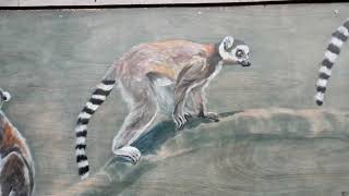 Warminster Lemur Art STREETART [upl. by Ettelracs893]