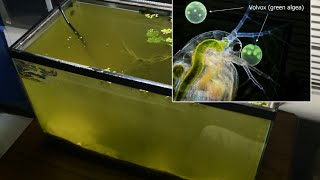 Raising Daphnia for the Freshwater Aquarium [upl. by Saerdna]