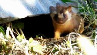 California Long Tailed Weasel [upl. by Edecrem]