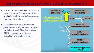 Métabolisme des glucides  Néoglucogenèse [upl. by Hernandez330]