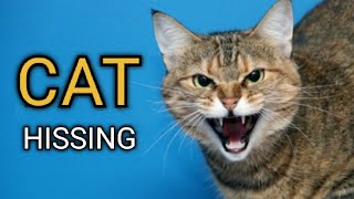 Cat Hissing and Growling Sound to get your Cats Attention GUARANTEED [upl. by Eloccin143]