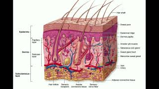 The Integumentary System  The Dermis amp Hypodermis [upl. by Hadlee]