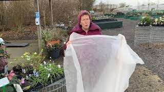 How To Protect Plants From FrostCold With Garden Fleece [upl. by Gardas861]