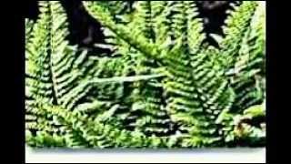 Polystichum Schildfarn [upl. by Bowne]