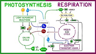 Photosynthesis vs Cellular Respiration Comparison [upl. by Ermine]