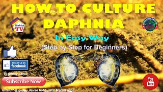 HOW TO CULTURE DAPHNIA In Easy Way [upl. by Hpesojnhoj]