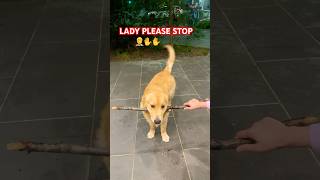 Drop it failsjunior goldenretriever happy dropit love cuteshortsviral shorts trending [upl. by Ilenna843]