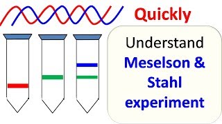 Meselson and Stahl experiment [upl. by Charpentier494]