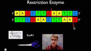 Molecular Biology [upl. by Burnight]