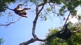 Chimpanzee Fighting at the Taipei Zoo [upl. by Annairol]