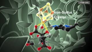 How Enzymes Work from PDB101 [upl. by Aneekan274]