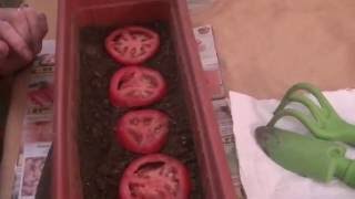 Como germinar semillas de tomate [upl. by Yrojram486]